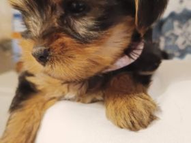 Bezauberendes Yorki-Mädel