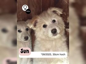 Zuckersüßer Welpe - SUN
