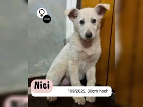 NICI - möchte nicht im Shelter aufwachsen