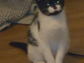 2 süße Katzen baby