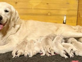 Golden Retriever Welpen Labrador