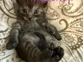 Noch 3  süße BKH Kitten suchen ab Ende Januar 2026 ein neues zu Hause!