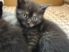 Eine letzte süße BKH Kitte / Mädchen sucht ab Ende Januar 2026 ein neues zu Hause!