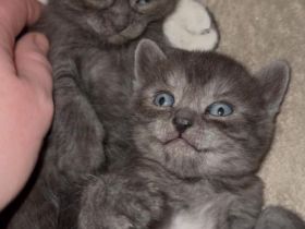 Nur noch 2 süße BKH Kitten suchen ab Ende Januar 2026 ein neues zu Hause!