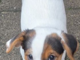 Jack Russell Welpen