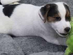 Jack Russell Welpen