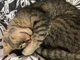 Tiger sucht ein neues Zuhause