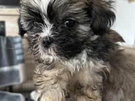 ShihTzu Mix Welpen