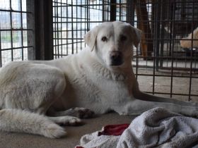 Sanfte und schüchterne Schönheit Nanouk