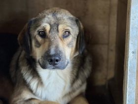 Geduldiges Zuhause für sensiblen Arthur gesucht