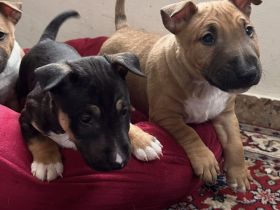 Miniatur Bull Terrier Welpen