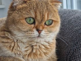 BKH KATZE Wunderschöne grüne Augen