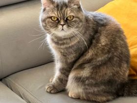 Britische Langhaar Katze