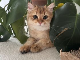 Britisches Langhaar Katerchen long hair british cat