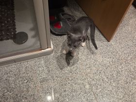 !! Schöne Mischlings- Kätzin sucht neues Zuhause!!