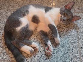 !! Schöne Mischlings- Kätzin sucht neues Zuhause!!