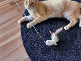 Kuschel Bedürftige Milo sucht neues Zuhause