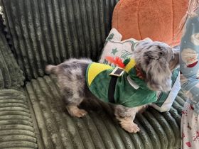 Dackelwelpen zu Weihnachten verfügbar