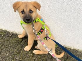 Nala in 61381 Friedrichsdorf sucht ihr Für-immer-Zuhause