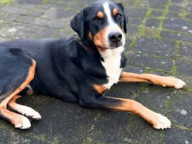 Rocky in 25795 Weddingstedt sucht sein Für-immer-Zuhause