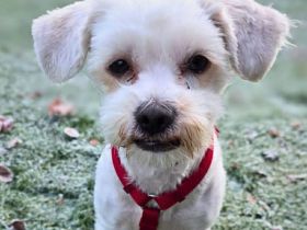 Erwin in 07552 Gera sucht sein Für-immer-Zuhause