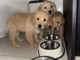 Wir verkaufen unsere Welpen