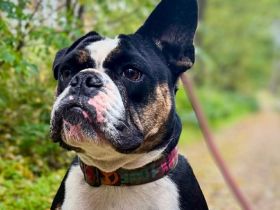 Olaf in 06889 Lutherstadt Wittenberg sucht sein Für-immer-Zuhause