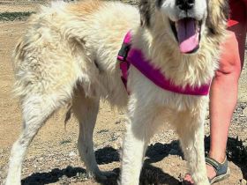 Panda sucht sein Für-immer-Zuhause