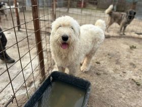 Monte sucht sein Für-immer-Zuhause