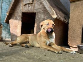 Max sucht sein Für-immer-Zuhause