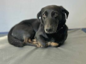 Tyson in 16775 Löwenberg Land sucht sein Für-immer-Zuhause