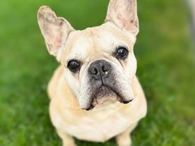 Henry in 24161 Altenholz sucht sein Für-immer-Zuhause