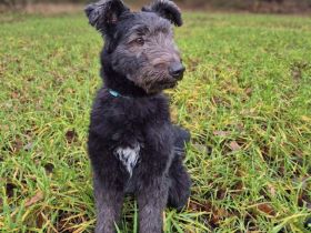 Kimi in 22851 Norderstedt sucht ihr Für-immer-Zuhause