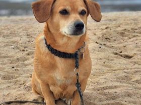 Luna in 35713 Eschenburg sucht ihr Für-immer-Zuhause