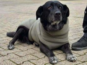 Maja in 44627 Herne sucht ihr Für-immer-Zuhause