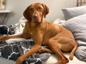 Ace in 60596 Frankfurt sucht sein Für-immer-Zuhause