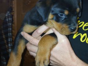Rottweilerwelpen