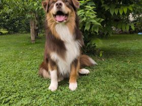 Arne of Diamond with Hearts