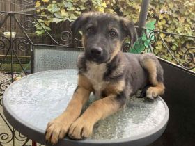 Liebevolles Zuhause für Schäferhund-Welpe Joshi gesucht