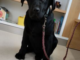 Süßer Labrador Welpe für ein liebes Zuhause