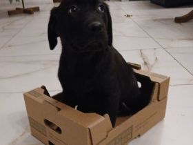 Süße Labrador Welpen pünktlich zu Weihnachten in liebe Hände :-)