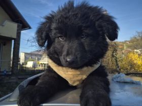 Schwarzes Wollknäuel Shadow sucht dich!