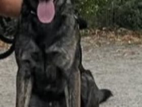 Treuer Schäferhund Labradormischling