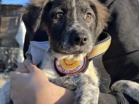 Kleine Kämpferin Romi sucht Zuhause