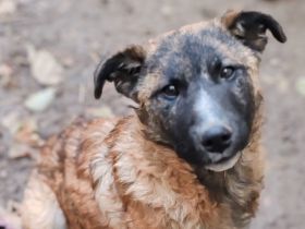 Der süße Shepard sucht Familienanschluss