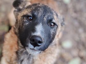 Der süße Shepard sucht Familienanschluss