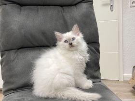 Heilige Birma – wunderschöne Katzenbabys