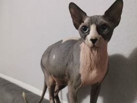 Canadian Spynx Kater zu verkaufen