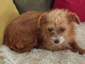 Pina Colada, eine ganz zierliche, liebe Maus, sucht ein tolles Zuhause