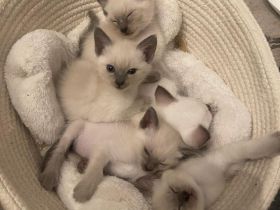 Siam Thai Kitten 1 Junge 6 Mädchen Blue und Seal Point